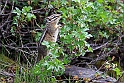 Yellow-pine Chipmunk